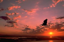 soaring Heron 