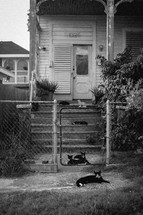cats on the steps of a downtown house 