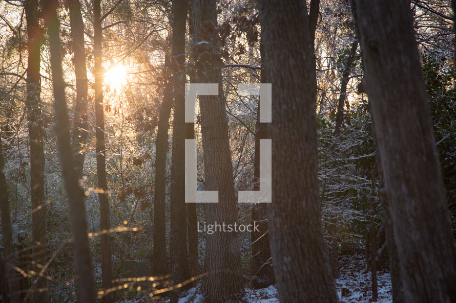 sunlight shining through winter trees