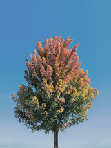 fall tree under a blue sky 