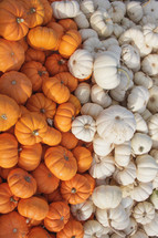 pile of orange and white mini pumpkins 