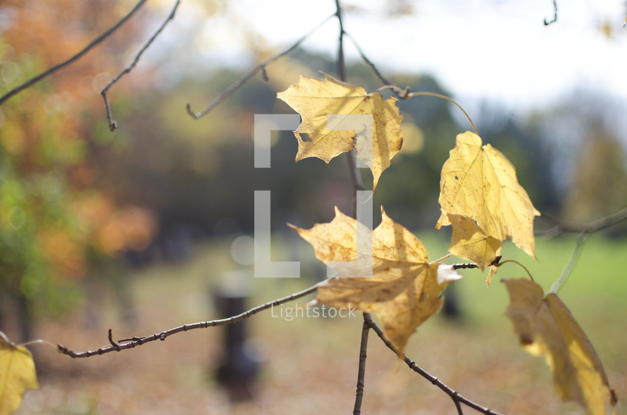yellow fall leaves on a tree branch 