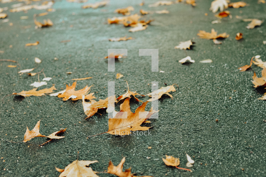 brown fall leaves on a asphalt 