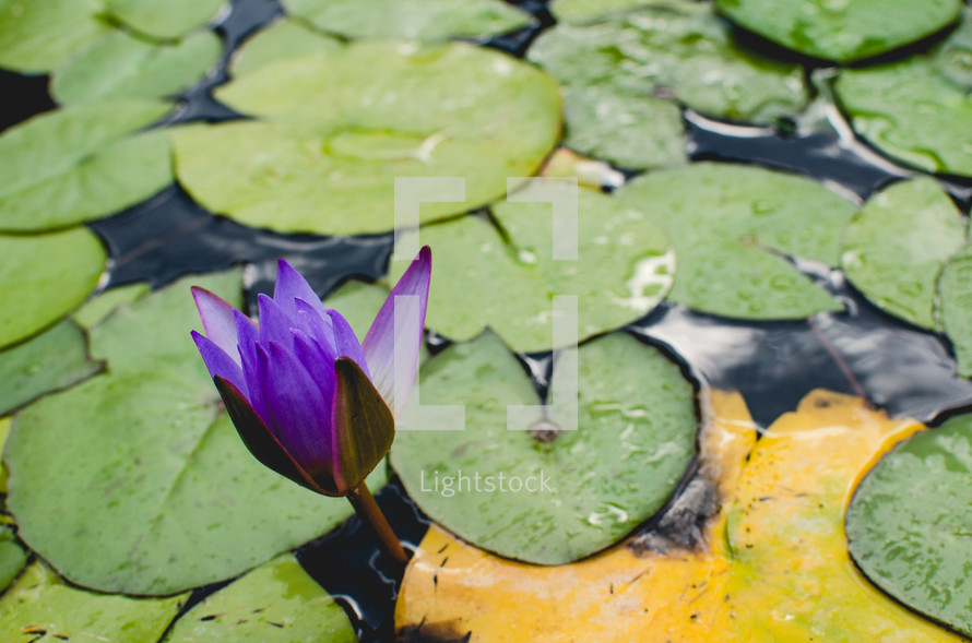 a purple lilly flower surrounded by lilly pads in a pond