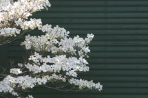 Tree branches full of white blooms.