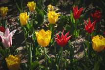 Different colors and varieties of tulips.