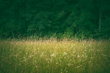 Grassy meadow Scene.