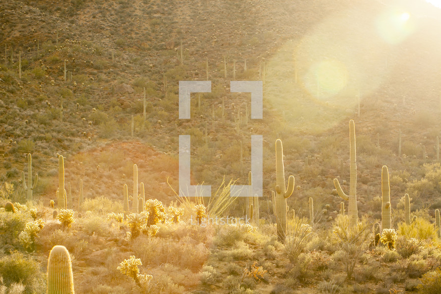 sunlight on cactus in a desert 