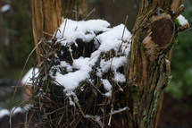 snow on a bird nest 
