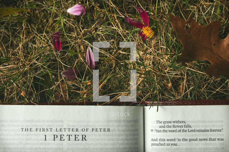 1 Peter, The grass withers and flower falls, but the word of the Lord remains forever