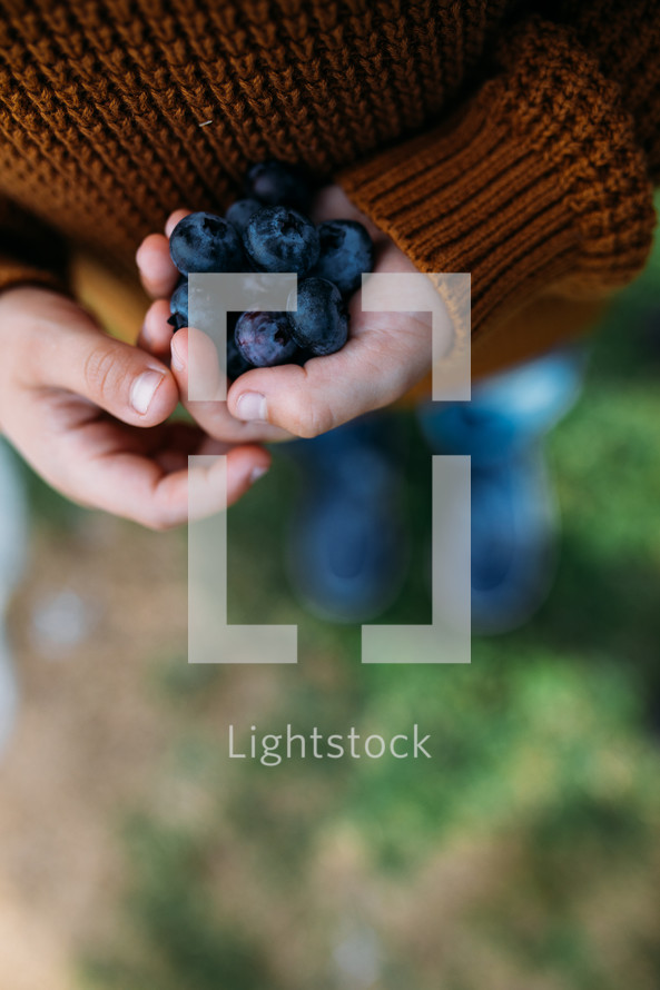 child holding blueberries in his hands 