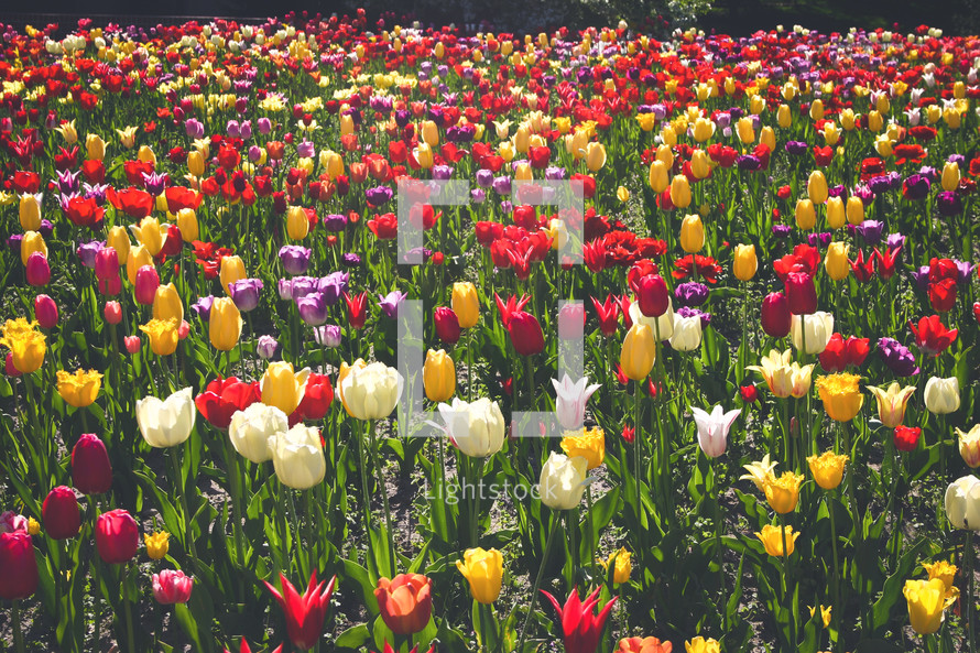 A field of colorful tulips.