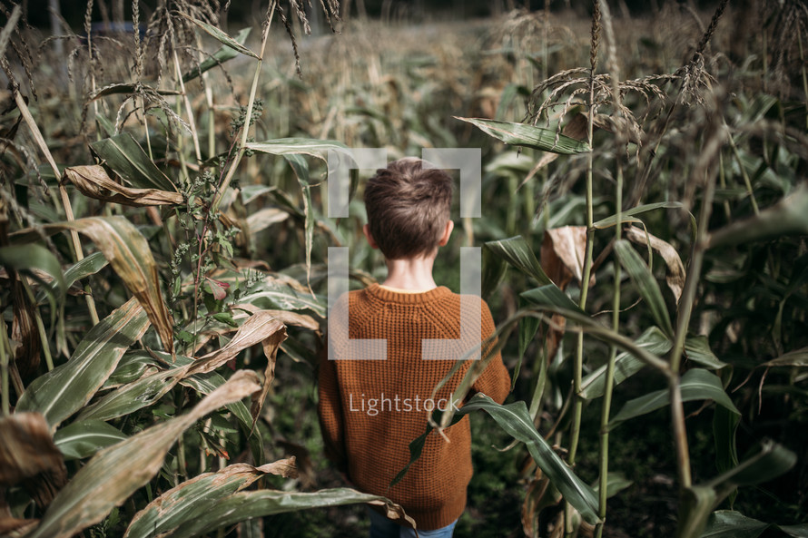 little boy in an orange sweater standing in a corn field 