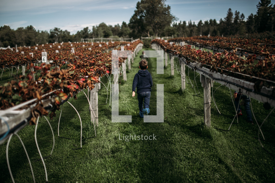 child in a vineyard 