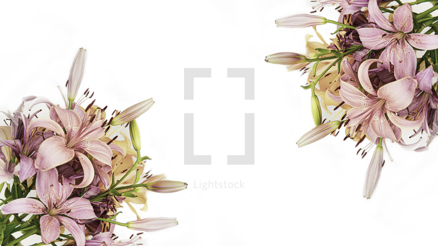 Postcard with isolated garden flowers over white background. Empty place with copy space.