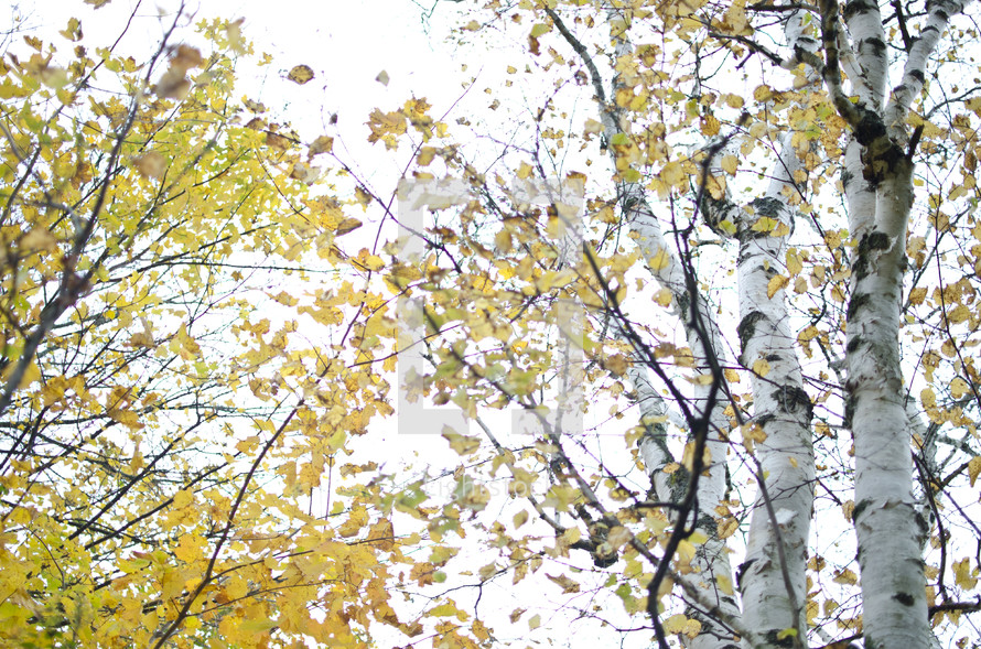 fall leaves on trees 