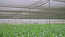 Amaryllis plants inside a large greenhouse.