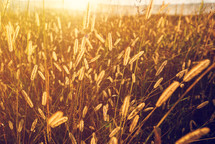 Golden Grass in Sunset Rays Autumn Nature