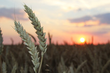 wheat field at sunset 
