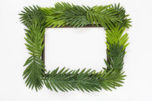 palm fronds frame 