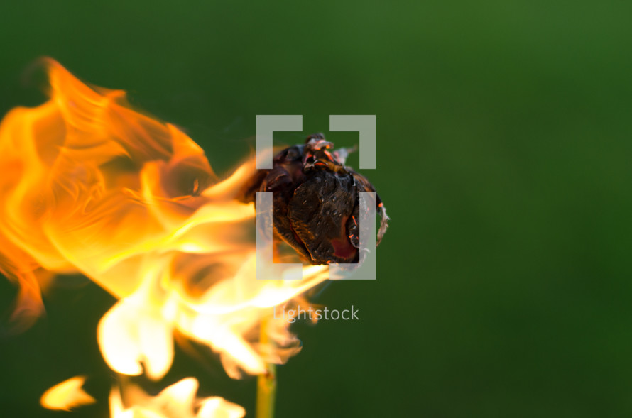 burning rose 