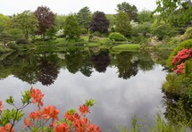 flowers surrounding a pond 