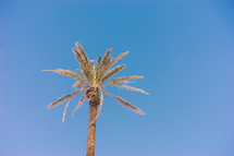 top of a dry palm tree against a blue sky 