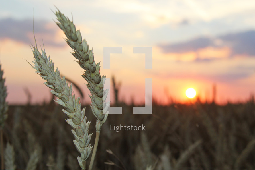 wheat field at sunset 