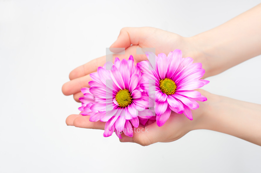 Hands holding flower heads.