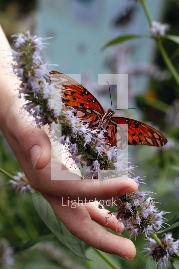 hand on a butterfly bush flower and a butterfly