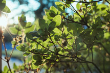 green leaves on a tree in sunlight 