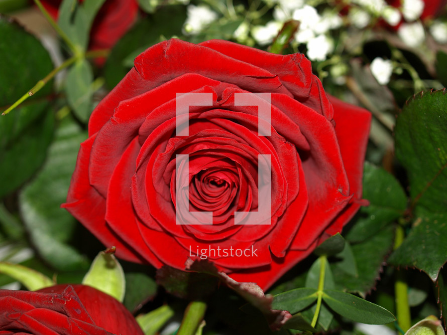 rose perennial shrub plant (scientific name Rosa) red flower