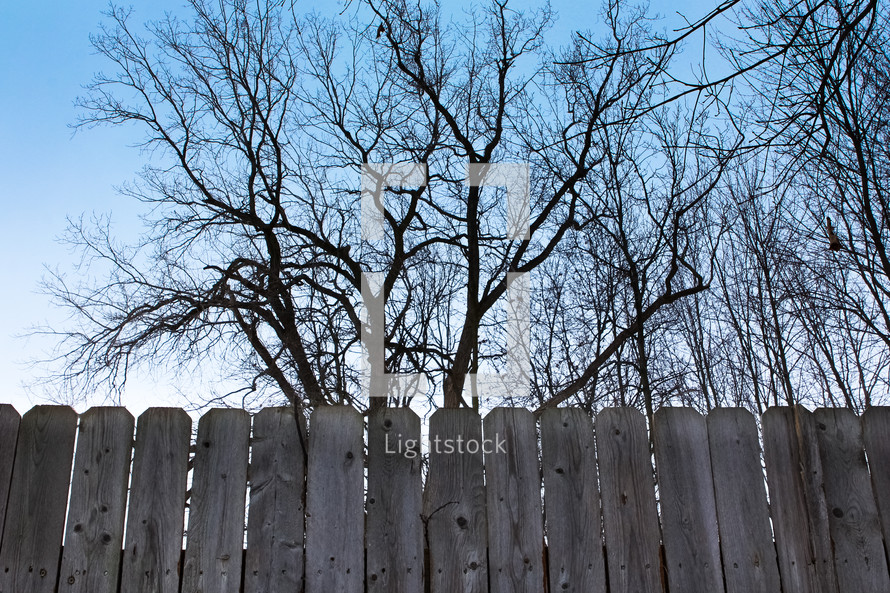 winter trees and a wooden fence 