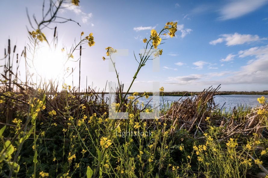 mustard flowers by a shore 