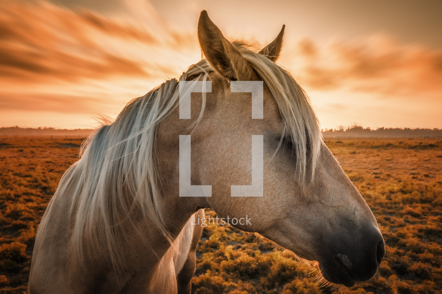 horse profile at sunset 