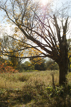 rural fall tree 