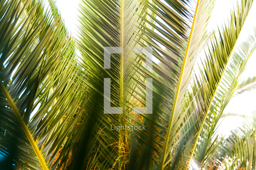 green palms 