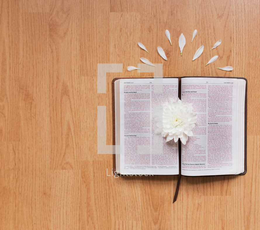 a flower on the pages of a Bible 
