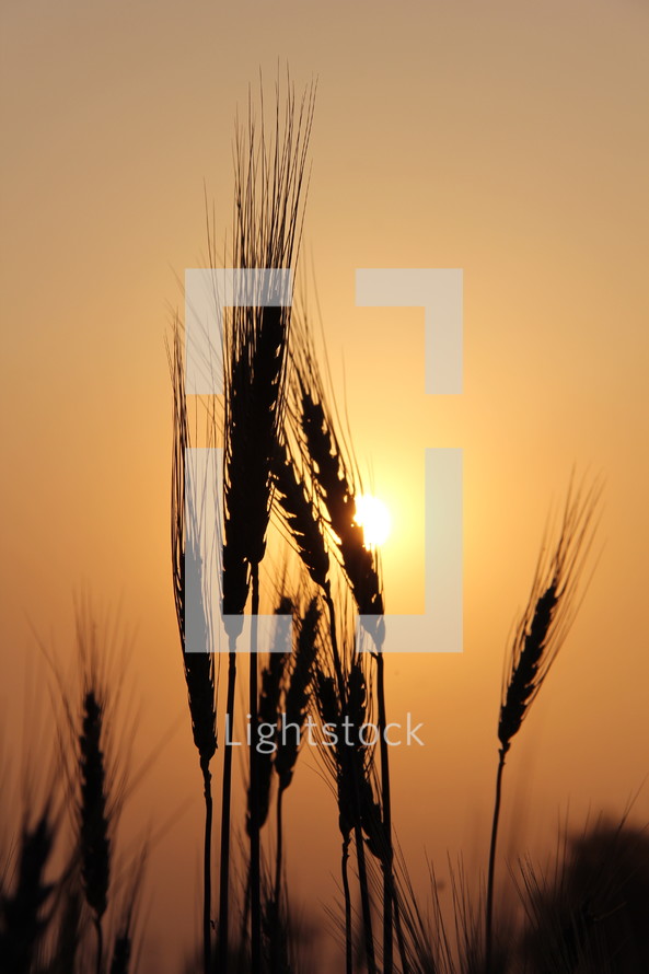 wheat grains and the sun