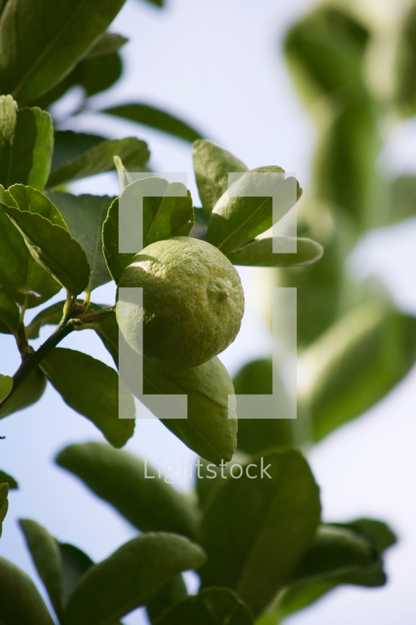 Limes growing on a lime tree