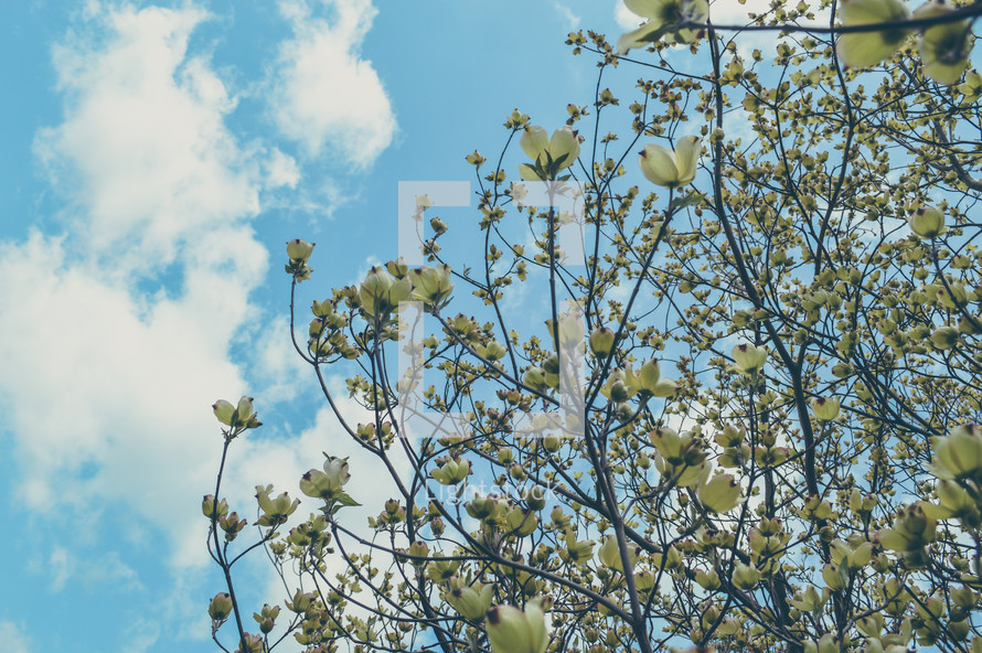 spring flowers against a blue sky 
