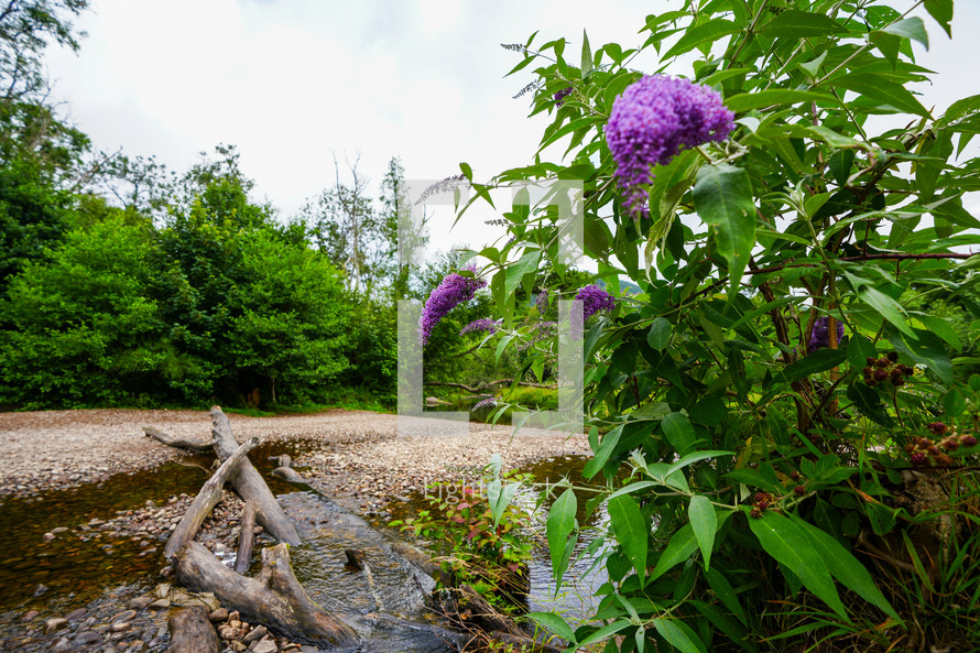 Purple Flowers by a Stream 