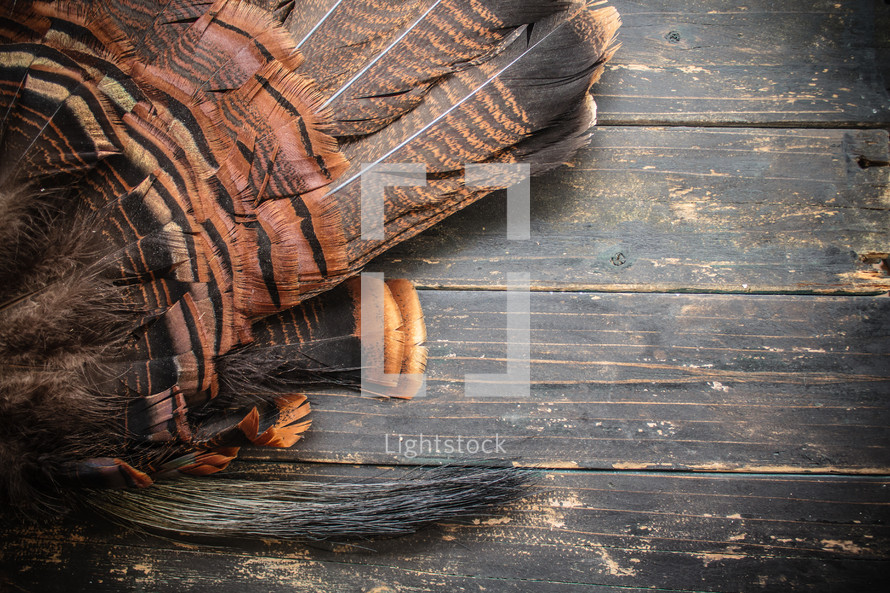 wild eastern turkey fan feathers on wood background.