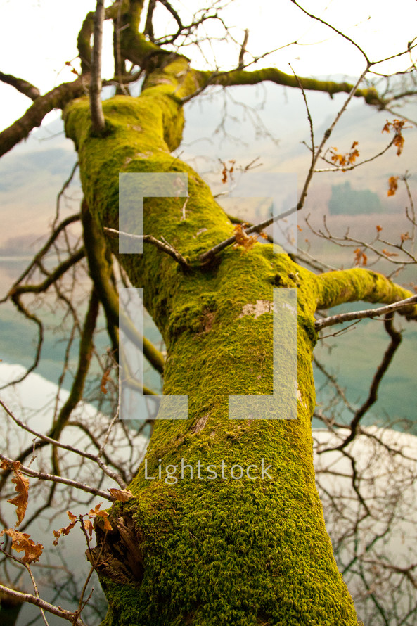 moss on a tree branch 