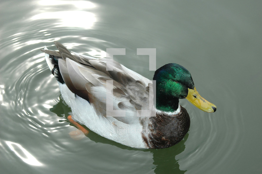 mallard duck floating on the water 