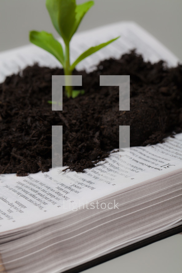 close-up of soil and a plant growing from the pages of a Bible