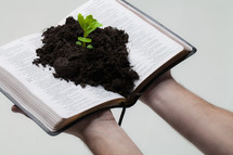 soil and a plant growing from the pages of a Bible