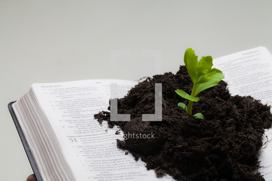 close-up soil and a plant growing from the pages of a Bible