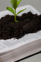 close-up of soil and a plant growing from the pages of a Bible