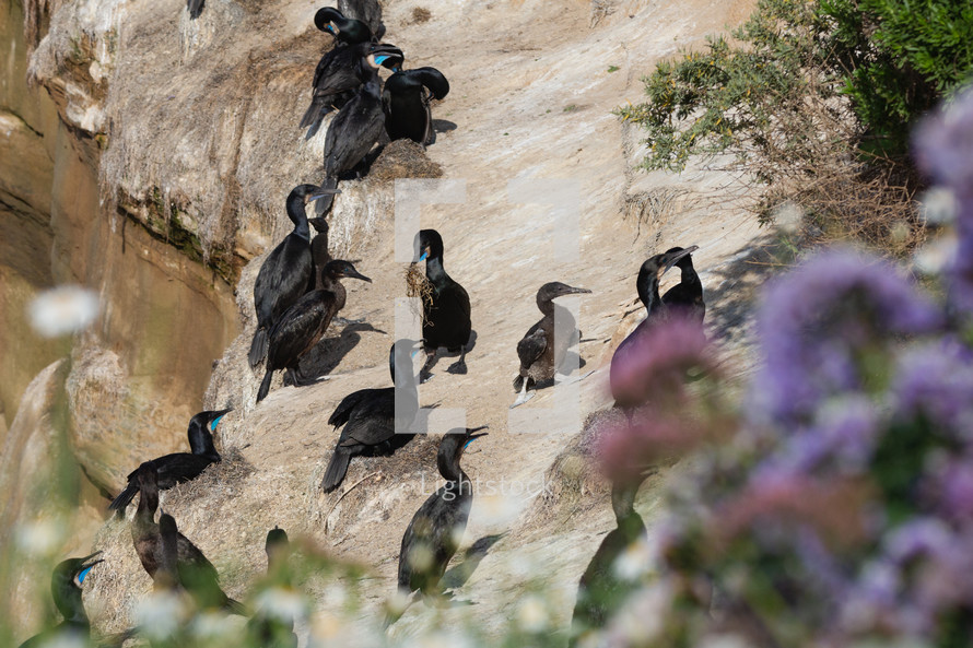 cormorands 